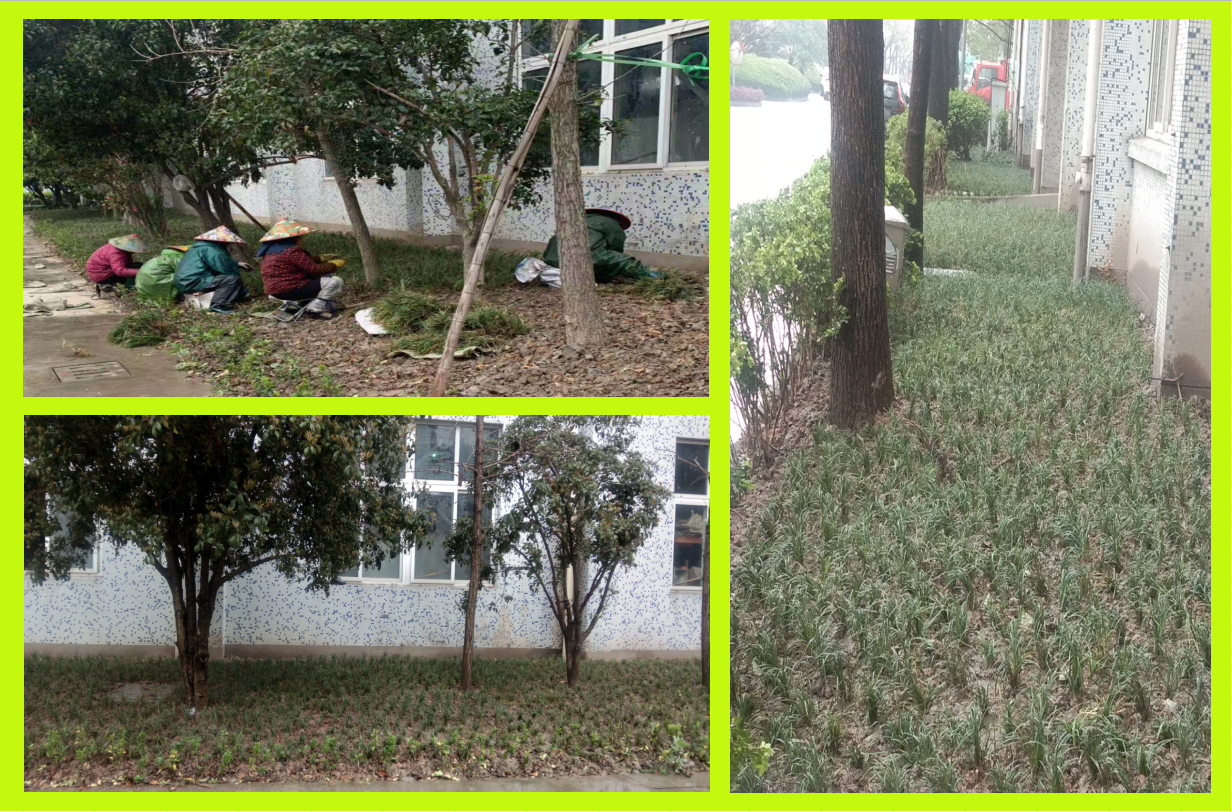 種植綠化，美化壞境