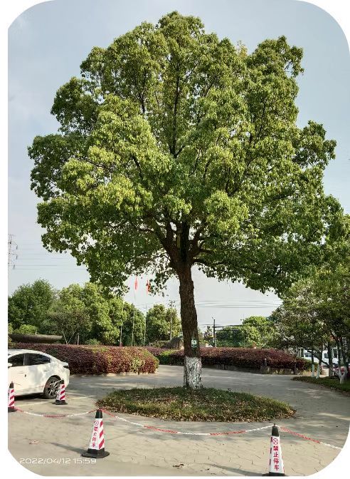 補(bǔ)充營(yíng)養(yǎng)，香樟樹“打點(diǎn)滴”