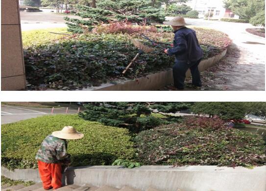 綠植修剪，美化環(huán)境