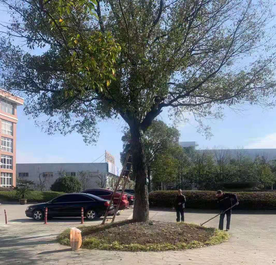 科學(xué)養(yǎng)護(hù)、美化環(huán)境