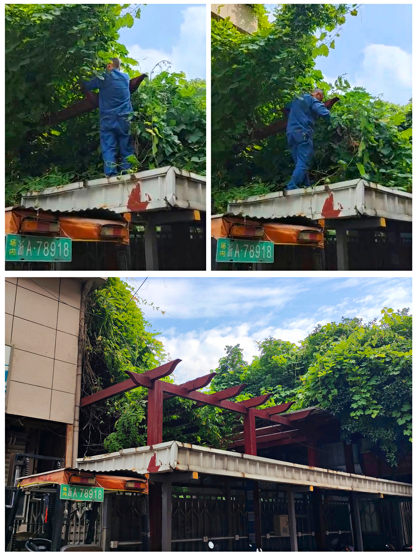 樹(shù)枝修剪.jpg 樹(shù)枝修剪.jpg