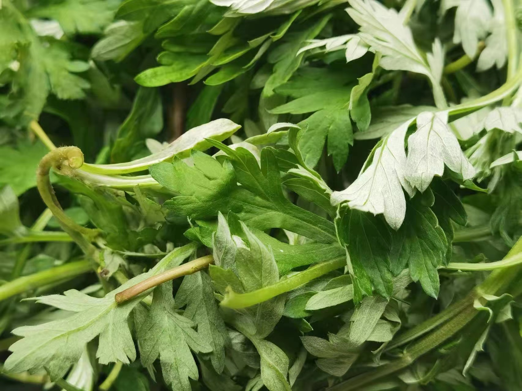 圖片1.png 圖片1.png